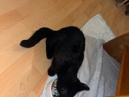 Kater Nero sucht ein neues zuhause - Dresden