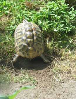 Griechische Landschildkröte - Erding