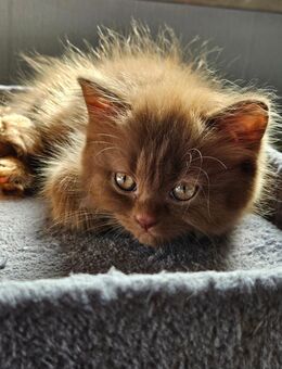 Bkh - Blh Kitten zu verkaufen - Liebenburg