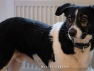 Maxi sucht seine Menschen - München