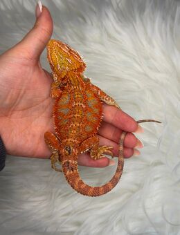 Bartagamen Männchen Red Hypo High Blue Tiger - Hünfeld (Konrad-Zuse-Stadt) Zentrum