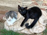 3 Hauskatzen abzugeben - Nordwestuckermark