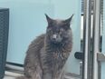 Maine coon xxl Deckkater in 45356