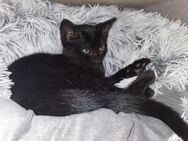 schwarze weibliche babykatze 14 Wochen alt - Tettnang