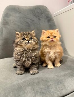 BKH und BLH Kitten - Köthen (Anhalt) Zentrum