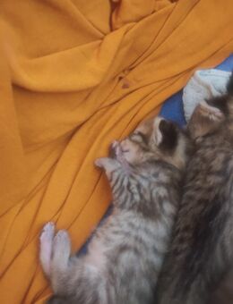 4 gesunde kitten suchen Familie - Minden Dützen
