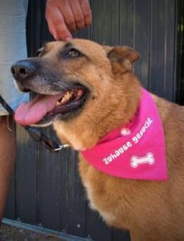 Sehr folgsam+zuwendungsbefürftig DIEGA♥️ - München