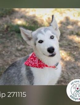 Chip 271115: Hundekind sucht ein Zuhause - Kirchzell