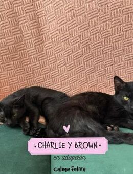 Charlie und Brown ein lustiges Duo - Aichwald