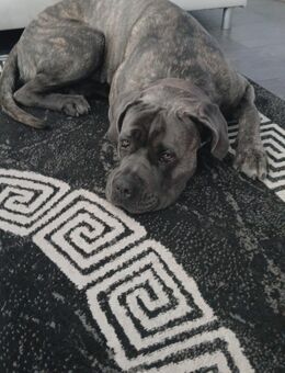 Cane Corso Rüde - Oberhausen