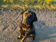 Labrador Retriever Rüde, 1-Jährig, Schwarz - Rheinbach