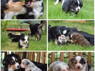 Mini Australian Shepherd Welpen - Nieheim
