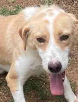 FRANKIE sucht Ruhe + Geborgenheit - Sehnde