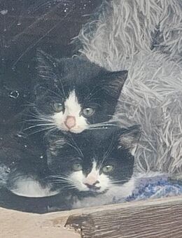 Europäische Kurzhaar - Grabfeld