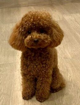 Chinesischer Toypudel Deckrüde 2,5 kg Laboklin Test - Bramsche