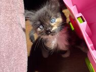 Sibirische Waldkatzen Kitten - Laudenbach (Bayern)
