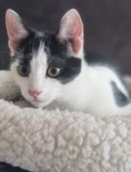 Bongi - Junges Katzenglück sucht dich - München