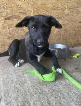 Aurin ist ein kleiner Herzensbrecher 🐾 - Elsdorf (Nordrhein-Westfalen)