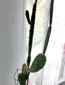 Feigenkaktus Opuntia Opuntie Kaktus Kakteen Mutterpflanze 1,35m Wohnungsauflösung in 64331