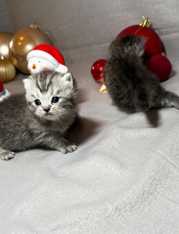 Reinrassige Britisch Kurzhaar Kitten vom 15.11.2025 - Berlin Tempelhof-Schöneberg