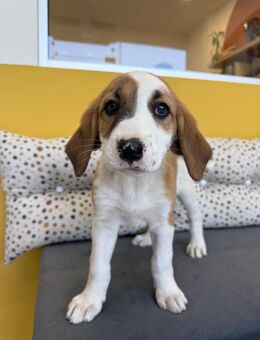MUFFIN - süße Welpine sucht Heim - Aerzen