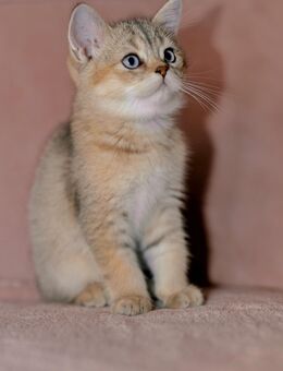 Britisch Kurzhaar ( Mutter blue Point x Vater Chinchilla ) - München Schwabing-Freimann