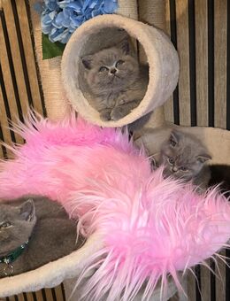 Britisch Kurzhaar - Dortmund