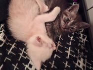 Kitten, Britisch Langhaar und Schildpatt Mix - Allstedt