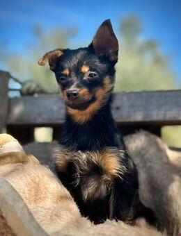 Der kleine Elias wünscht sich ein Zuhaus - Tornesch