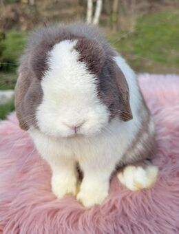 Wunderschöne Mini Lop Minilop Kaninchen Hasen - Kleve (Nordrhein-Westfalen)