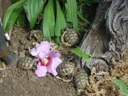 Maurische Landschildkröten/ Testudo graeca ibera - Halle (Saale)