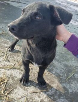 Chicko von Kettenlos - Bollingstedt