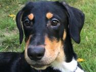 Donat - Bezaubernder Hundejunge - Obertshausen