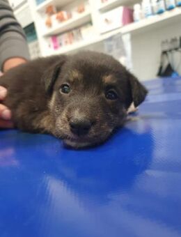 Welpenhündin Hanna-Pure Lebensfreude - Rambin