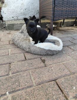 Chihuahua Welpen - Grevesmühlen Zentrum