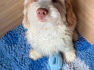 Medium Goldendoodle F2 Welpen (wie Golden Retriever, Labradoodle, Labrador, Pudel) - Herleshausen