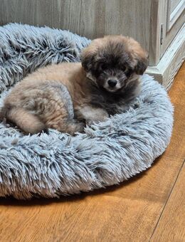 Pomskydoodle - Görgeshausen