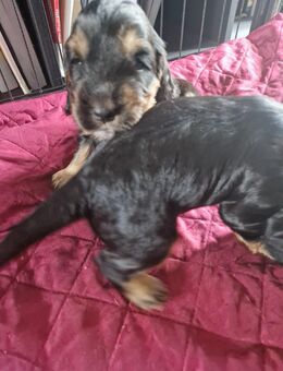 Cockerspaniel (engl.) tricolor - Wismar