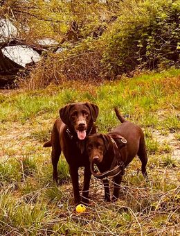 Wunderschöne reinrassige Labradorwelpen 😊 - Krefeld