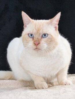 Alfie, ein Schmusetiger - Brunstorf