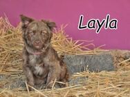 Bekommt bei Layla nun eine Chance??? - Essingen (Rheinland-Pfalz)