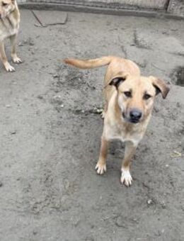 Calia - munterer Sonnenschein - Idstein