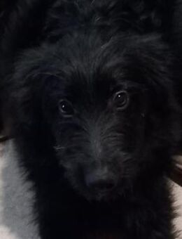 BUFFY - ein quirliges Kerlchen - Seggebruch