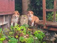 2 Süße Collie Welpen - Mülverstedt