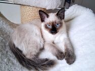 Siam / Hl.Birma Kitten, weibl. - Ebstorf (Klosterflecken)