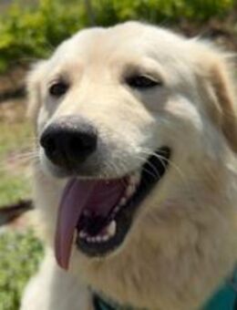 Nemo - Rieden (Rheinland-Pfalz)