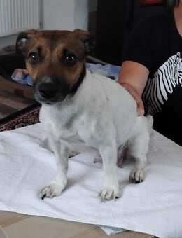 Jack Russell Welpen - Wermelskirchen