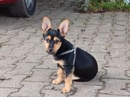 Balou, Yorkshire Mix Rüde - Königshain-Wiederau