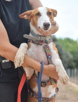 Fabula sucht ihr Zuhause für Immer.... - Laatzen