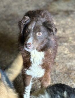 Ebba ist eine wunderschöne Hündin 🐾 - Elsdorf (Nordrhein-Westfalen)